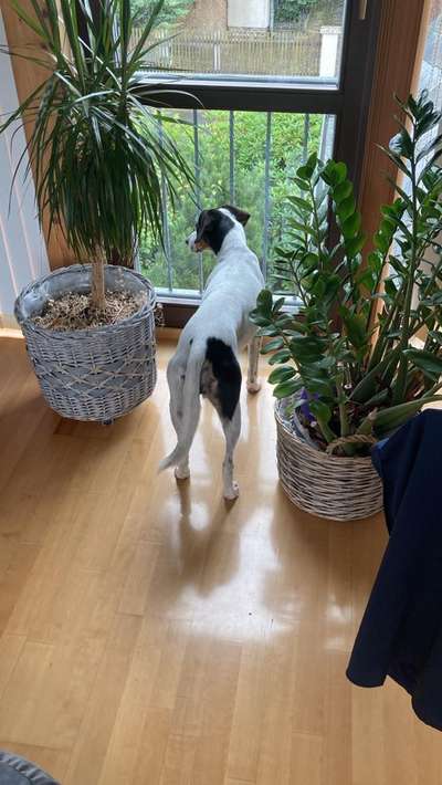 TierschutzhundeStammtisch🐕-Beitrag-Bild