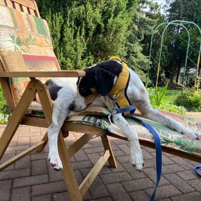 TierschutzhundeStammtisch🐕-Beitrag-Bild