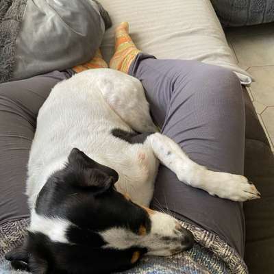 TierschutzhundeStammtisch🐕-Beitrag-Bild