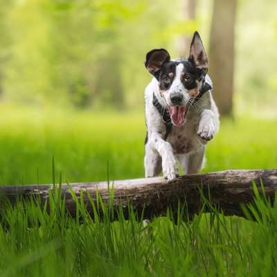 TierschutzhundeStammtisch🐕-Beitrag-Bild