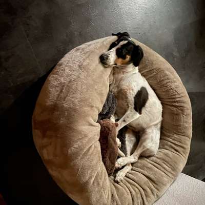 TierschutzhundeStammtisch🐕-Beitrag-Bild