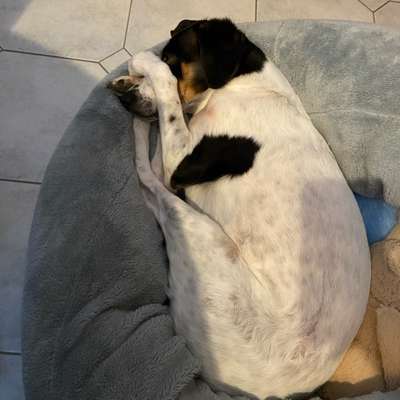 TierschutzhundeStammtisch🐕-Beitrag-Bild