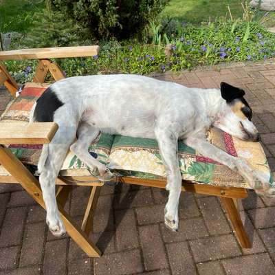 TierschutzhundeStammtisch🐕-Beitrag-Bild