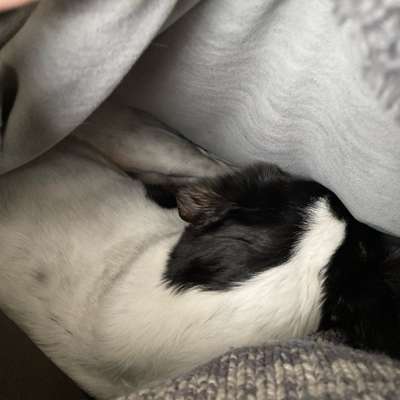 TierschutzhundeStammtisch🐕-Beitrag-Bild