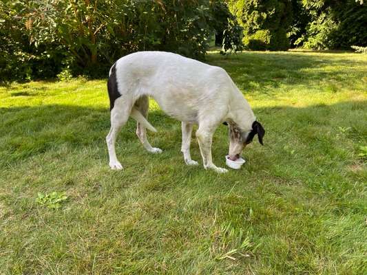 TierschutzhundeStammtisch🐕-Beitrag-Bild