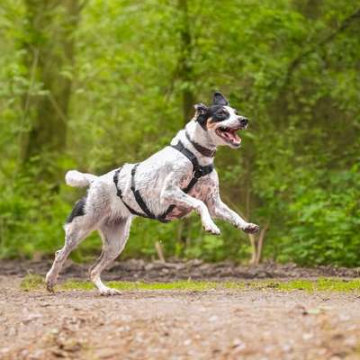 TierschutzhundeStammtisch🐕-Beitrag-Bild