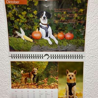 TierschutzhundeStammtisch🐕-Beitrag-Bild