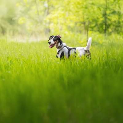 TierschutzhundeStammtisch🐕-Beitrag-Bild