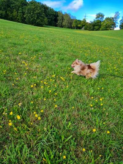 Hundetreffen-Trainingspartner/Social Walk-Bild