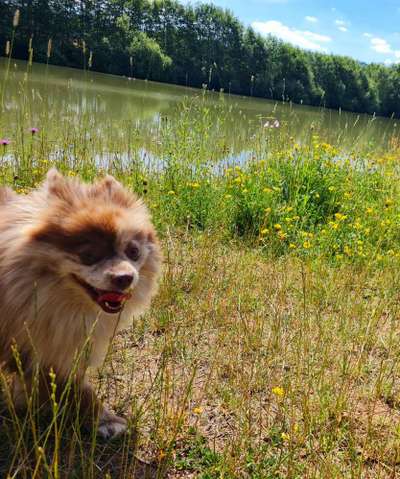 Stress/Nervosität beim Spaziergang - Hund aus dem Ausland-Beitrag-Bild