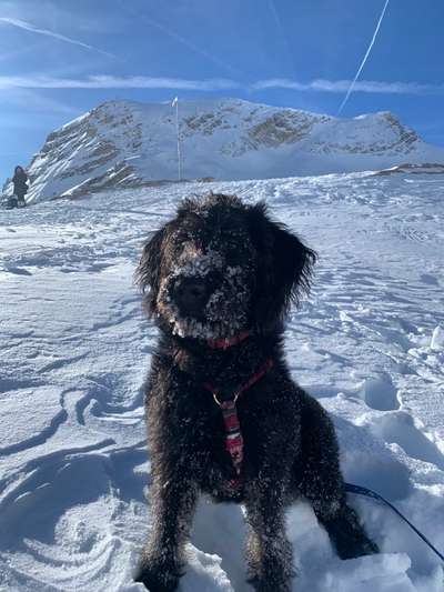 Foto Challenge Nr.: 114
Hunde im Schnee-Beitrag-Bild