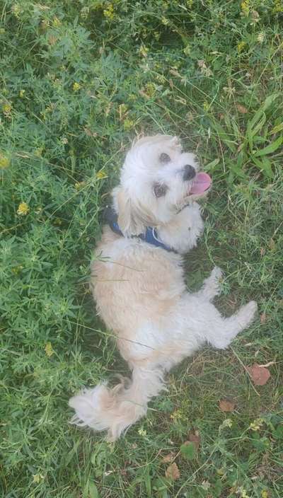 Hundetreffen-Spielkameraden gesucht-Bild