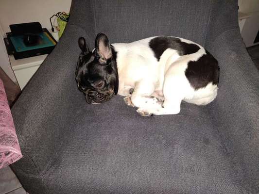 Zeigt her eure Frenchi-Beitrag-Bild