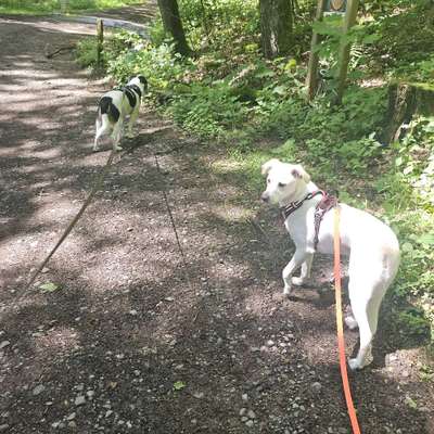 Hundetreffen-Waldrunden mit neuen Freunden-Bild