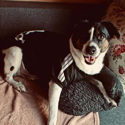 Hundetreffen-Spielrunden / Gassi im Mandelbachtal-Bild