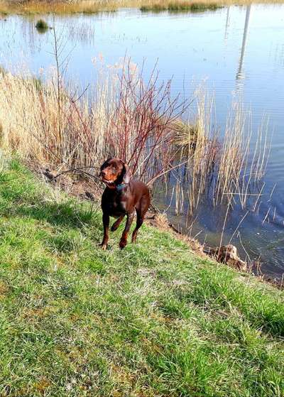 Sind hier Deutsch Kurzhaar/ Jagdhunde?-Beitrag-Bild