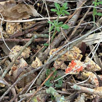 Giftköder-Giftköderfund Larrelt-Bild
