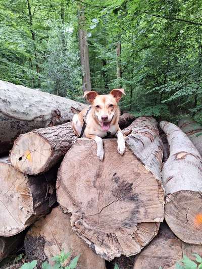 Hundetreffen-Zola sucht neu Hundekumpels 😊-Bild