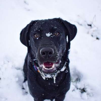 Hundetreffen-Junghunde Treffen Spiel/Gassi/Training-Profilbild