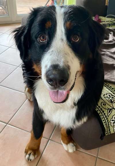 Berner Sennen-Beitrag-Bild