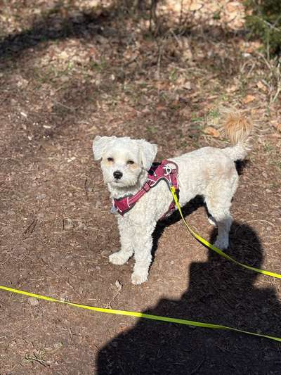 Hundetreffen-Hundefreunde gesucht-Bild