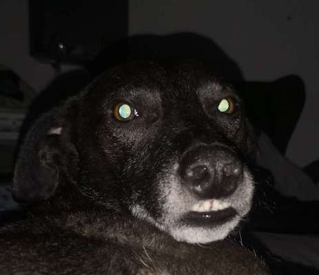 Lustigsten Grimassen von euren Hunden-Beitrag-Bild