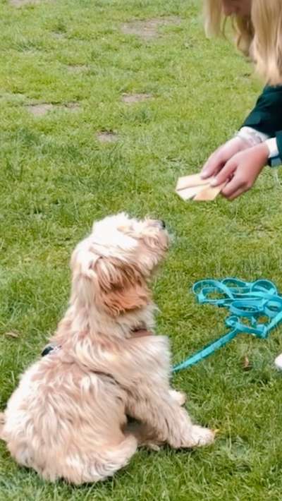 Schulhunde Austausch-Beitrag-Bild