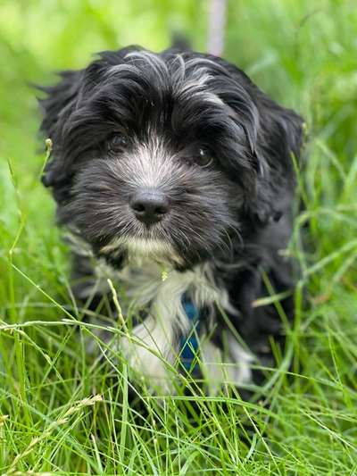 Havaneser dabei?:)-Beitrag-Bild