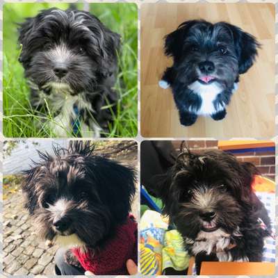 Hunderunde-Beitrag-Bild