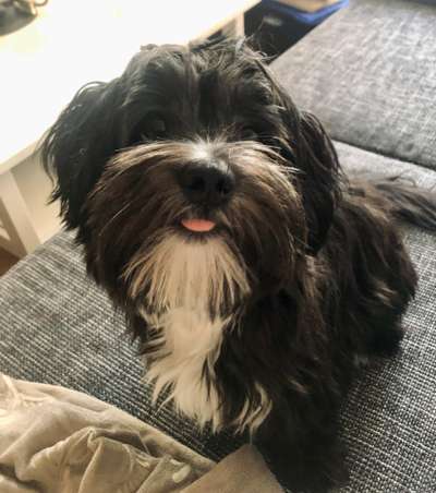 Kleine Hunde ganz Groß-Beitrag-Bild