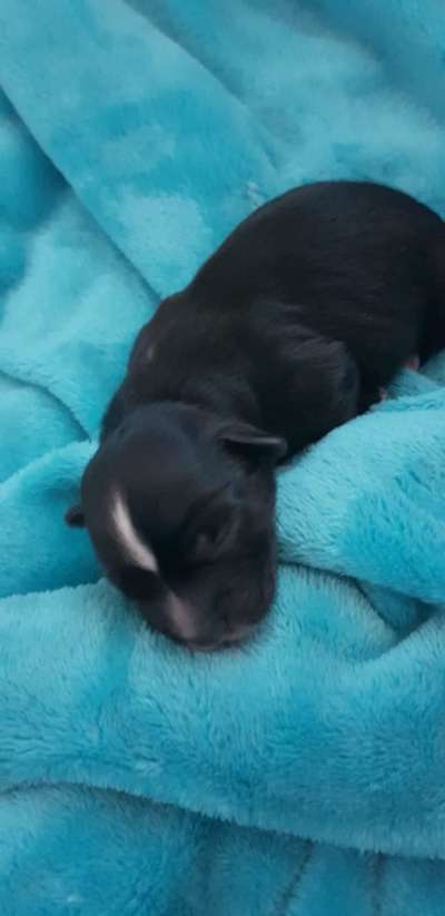 Das erste Bild eures Hundes-Beitrag-Bild