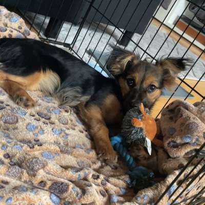 Hundetreffen-Welpen kennenlernen in Wipperfürth-Bild