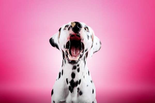 Dogorama Blog Challenge: Hundetricks-Beitrag-Bild