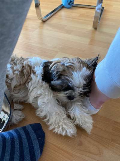 Angst vor anderen Hunden-Beitrag-Bild