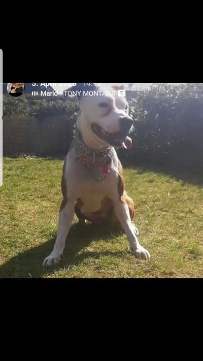 Olde English Bulldogge-Beitrag-Bild