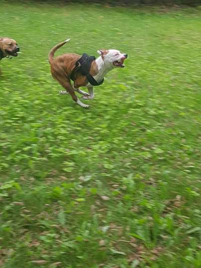 Welche Hunderasse-Beitrag-Bild