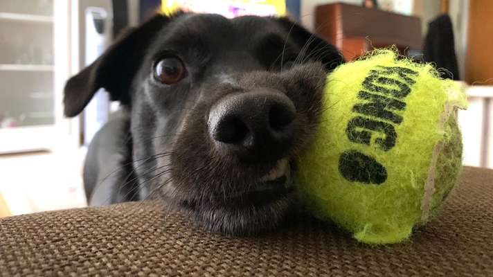 Dogorama Photo Challenge - Lieblingsspielzeug!-Beitrag-Bild