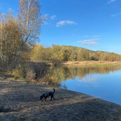 Hundetreffen-Treff im Ernst-Thälmann Park-Profilbild