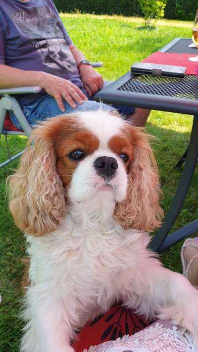 Unsere Fellnasen im Regenbogenland-Beitrag-Bild