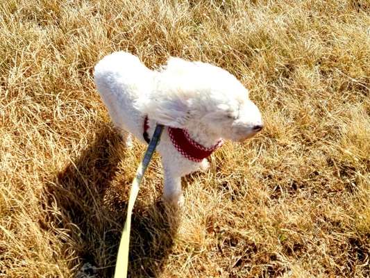 Fotochallenge Nr 50 Vom Winde verweht-Beitrag-Bild