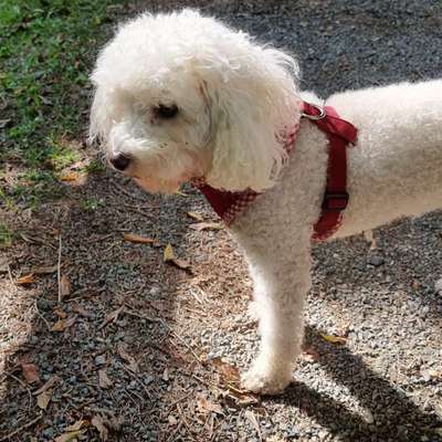 Alles rund um den Pudel-Beitrag-Bild