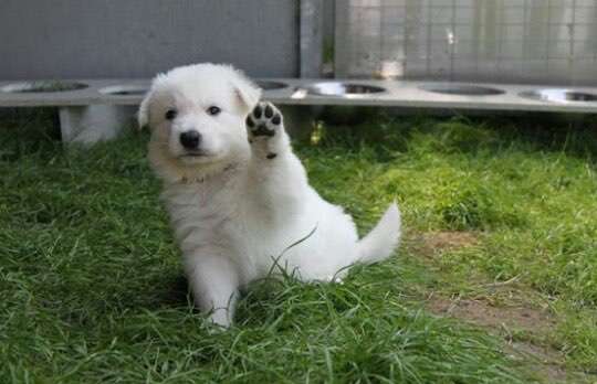 Welpen Bilder !-Beitrag-Bild