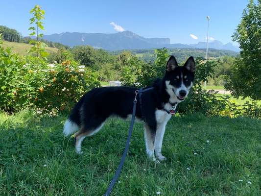 Pomsky-Beitrag-Bild