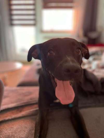 Dogorama Photo Challenge - Portrait-Beitrag-Bild