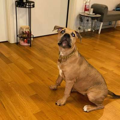 Hundetreffen-4,5 Monate alter Steffi Welpe-Bild