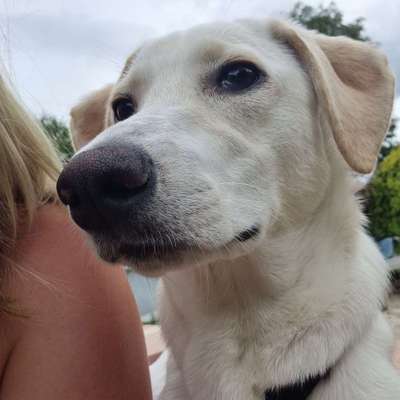 Hundetreffen-Spieletreffen in Bösensell-Profilbild