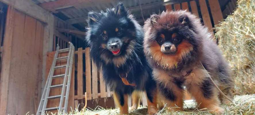 Die Dogorama Kalender Challenge Titelbild-Beitrag-Bild