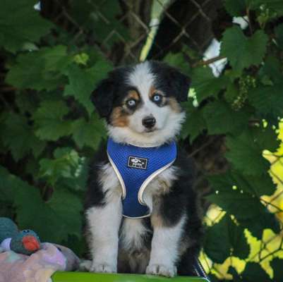 Welpen Bilder !-Beitrag-Bild