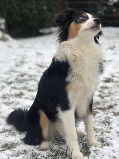 Fotochallenge 61 ~ Schnee-Beitrag-Bild