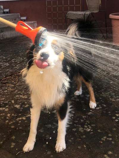 Die Dogorama Kalender Challenge 4/4-Beitrag-Bild